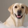 Here at Good Dogma, we give you the very best information on dog grooming supplies online. Your dog is a member of your family and we know how important it...