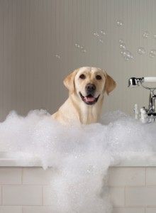 Golden Labrador in Bubble Bath