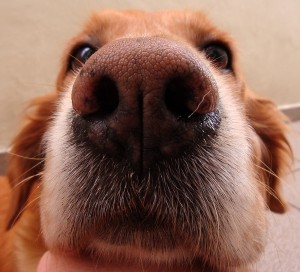 Dog's nose