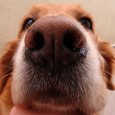 &nbsp; Your dog’s nose is many times more sensitive than a human’s nose.  It’s no wonder then that the trend towards the use of aromatherapy as part of a holistic...