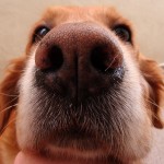 Dog's nose