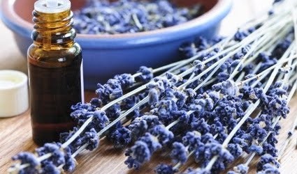 Benefits of Dog Grooming Products: Good Dogma brings you information about simple, all natural lines of dog grooming products that are equally safe for dogs and dog lovers alike. Gentle...