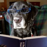 Dog wearing glasses reading a book