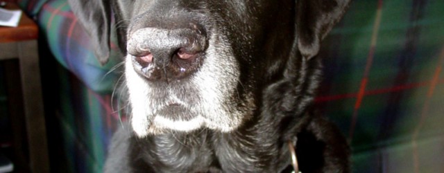 Have you ever seen a dog at school? Well I have, and I’m not talking about a dog training school either. No, I’m talking about an actual school where children...