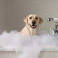 Your bath is one of the most important dog grooming tools in your arsenal. Your dog may beg to differ, after all dogs don’t mind being a bit smelly, in...