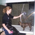 I thought I’d write an article about the perfect bath for the job of washing your dog. I decided to call it, “Best Dog Grooming Bath”, which is perhaps a...