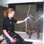 Dog having a wash under a spray nozzle in a bath