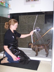 Dog having a wash under a spray nozzle in a bath