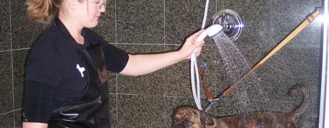 I thought I’d write an article about the perfect bath for the job of washing your dog. I decided to call it, “Best Dog Grooming Bath”, which is perhaps a...