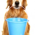 If you’re wondering whether it’s worth spending money on a dog grooming bath, or whether to simply make do with the bath you already have in your home, this article...