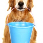Dog holding a bucket in its mouth