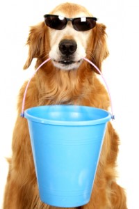 Dog holding a bucket in its mouth