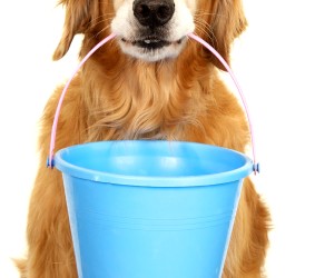 If you’re wondering whether it’s worth spending money on a dog grooming bath, or whether to simply make do with the bath you already have in your home, this article...