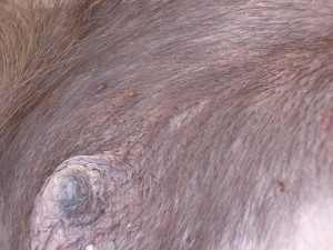 Closeup view of 3 fleas on dog's belly