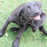 Blck dog scratching fleas with its hind leg