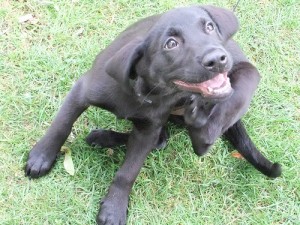 Black dog scratching fleas with its hind leg