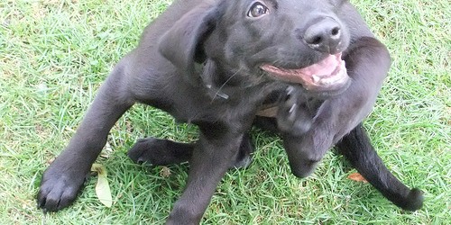 I had a hard time recently getting rid of fleas on the dogs in my care. The poor little guys were scratching themselves rotten with the little blighters and I...