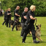 Dogs being trained on the leash
