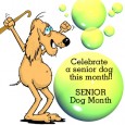 Image by DogCartoons I was sent a useful checklist the other day by a fellow dog lover, which covers a few things that you should be aware of as your...