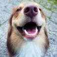 My Jack Russell Terrier, Sam, inspired me to write this article on teeth cleaning for dogs because he is the world’s worst patient when it came to anything remotely to...