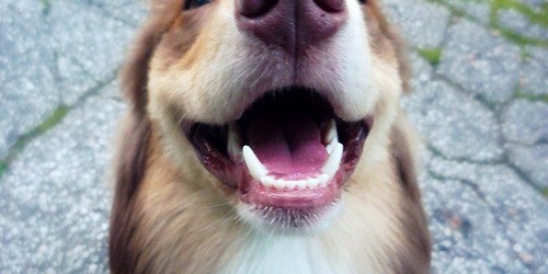 My Jack Russell Terrier, Sam, inspired me to write this article on teeth cleaning for dogs because he is the world’s worst patient when it came to anything remotely to...