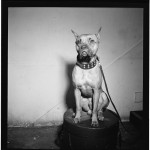 A photograph of Billie Halliday's dog