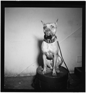 A photograph of Billie Halliday's dog