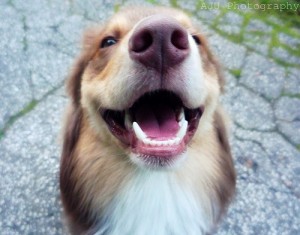 Dog with clean teeth giving a toothy grin